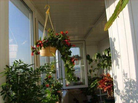 Дизайн интерьера балкона: как устроить сад в квартире?